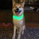 Dateiname=Chiko.jpg
Dateigröße=87KB
Abmessungen: 800x800
hinzugefügt am: 29. Februar 2016 Chiko.jpg